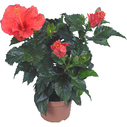 Hibiszkusz