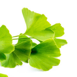 Ginko biloba